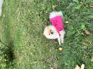 Vând Pomeranian gold - imagine 2 Vând Pomeranian gold - imagine 2