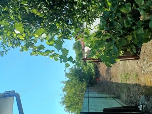 Vand casa in Sancraiul de Mures - imagine 2