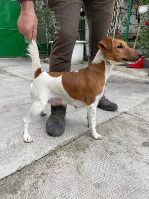 Cateii fox terrier smooth  - imagine 4