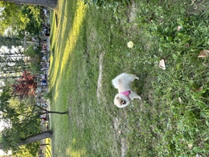 Vând Pomeranian gold - imagine 3 Vând Pomeranian gold - imagine 3