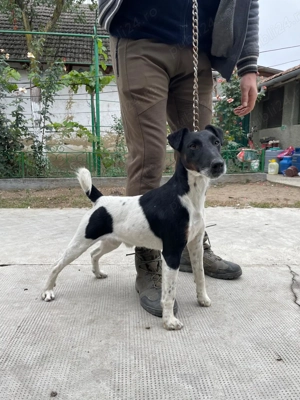 Cateii fox terrier smooth  - imagine 5