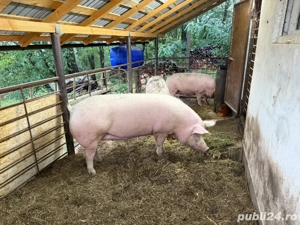 Porci rasa Pic  - imagine 2