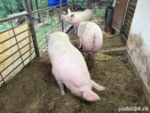 Porci rasa Pic  - imagine 3