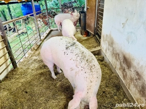 Porci rasa Pic  - imagine 5