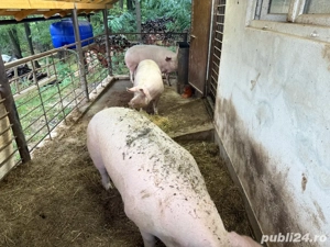 Porci rasa Pic  - imagine 4