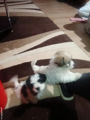 cățeluși bichon havanezi  - imagine 2