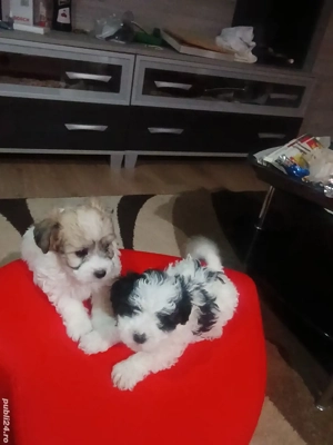 cățeluși bichon havanezi  - imagine 3