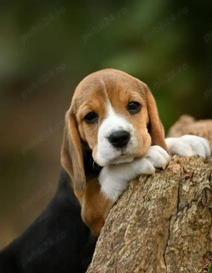 Pui Beagle- ideal pentru activitățile Outdoor!