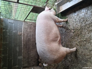 Vând Porc  - imagine 2