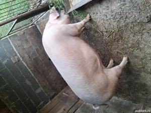 Vând Porc  - imagine 3