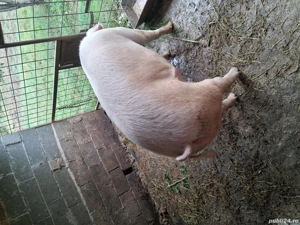 Vând Porc  - imagine 4