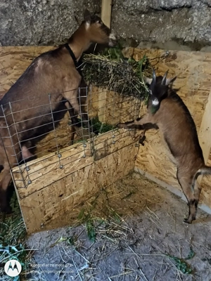 Capra gestanta și iadă 9 luni  - imagine 3