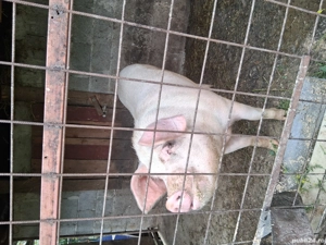 Vând Porc  - imagine 5