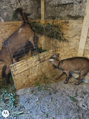 Capra gestanta și iadă 9 luni  - imagine 2