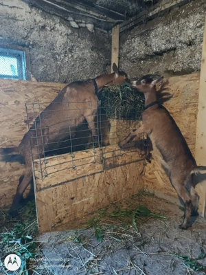 Capra gestanta și iadă 9 luni 