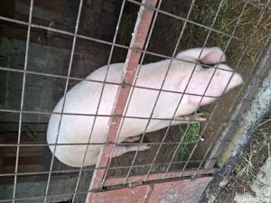 Vând Porc  - imagine 7