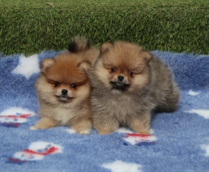 Pui Pomeranian pentru pretentiosi cu pedigree FCI ,posibil pasaport  - imagine 2