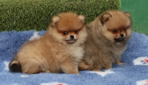 Pui Pomeranian pentru pretentiosi cu pedigree FCI ,posibil pasaport  - imagine 4
