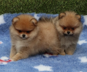 Pui Pomeranian pentru pretentiosi cu pedigree FCI ,posibil pasaport  - imagine 3