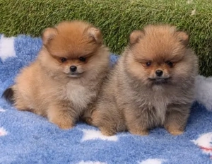 Pui Pomeranian pentru pretentiosi cu pedigree FCI ,posibil pasaport