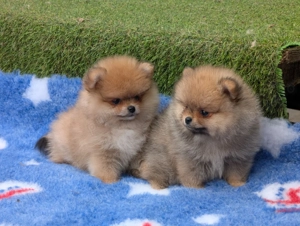 Pui Pomeranian pentru pretentiosi cu pedigree FCI ,posibil pasaport  - imagine 5