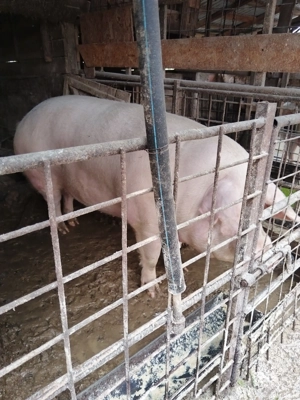 purcei de toate marimile  - imagine 4