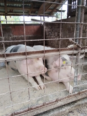 purcei de toate marimile  - imagine 5