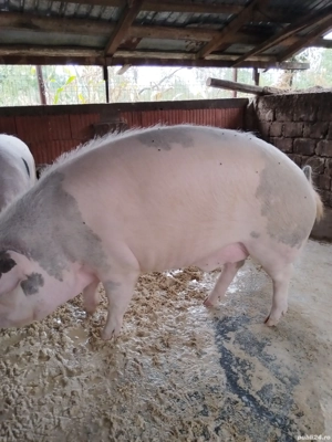 purcei de toate marimile 