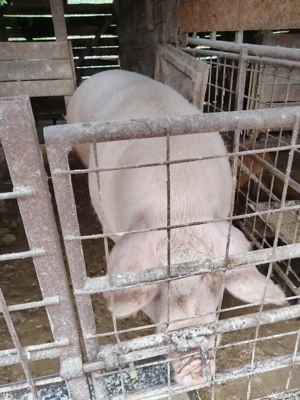 purcei de toate marimile  - imagine 3