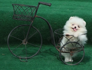  Vand catei Pomeranian alb cu pedigree  - imagine 3