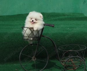 Vand catei Pomeranian alb cu pedigree