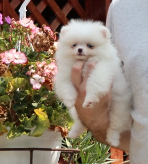  Vand catei Pomeranian alb cu pedigree  - imagine 2