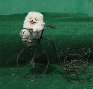  Vand catei Pomeranian alb cu pedigree  - imagine 4