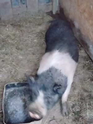 Porci și purcele vietnamezi 