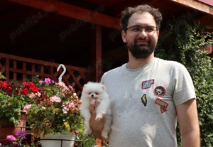  Vand catei Pomeranian alb cu pedigree  - imagine 5