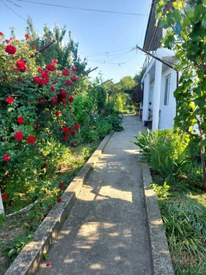 Casă Cataloi in zonă rezidențială 2000mp - imagine 6