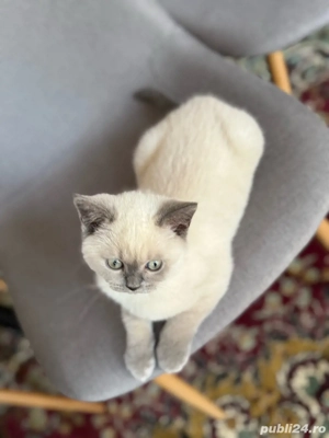 De vanzare puisori british short hair color point