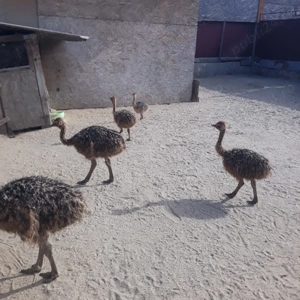 Vând miniferma de strut - imagine 2