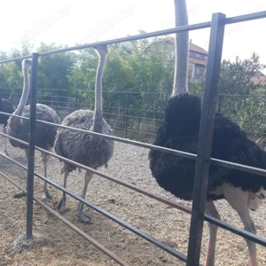 Vând miniferma de strut - imagine 4