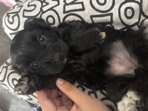 Vand pui bichon 2 baietii si o fetita  - imagine 2 Vand pui bichon 2 baietii si o fetita  - imagine 2