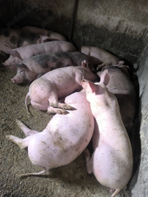 Porci de carne și rasă mixtă  - imagine 2