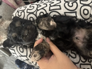 Vand pui bichon 2 baietii si o fetita  - imagine 3 Vand pui bichon 2 baietii si o fetita  - imagine 3