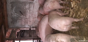 Porci pentru sacrificare