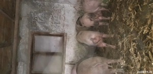 Porci pentru sacrificare - imagine 2