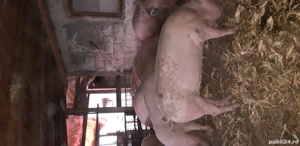 Porci pentru sacrificare - imagine 3