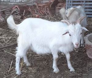 3 tapisori de 7luni,