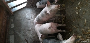 Porci pentru sacrificare - imagine 4