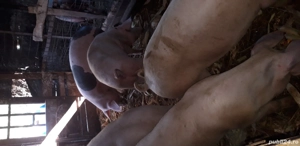 Porci pentru sacrificare - imagine 5