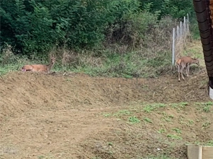 De vanzare- Duplex Tautii de Sus - imagine 16