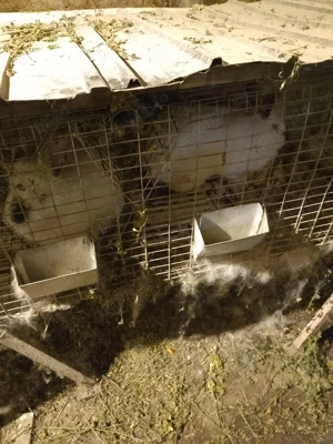 Iepuri: o pereche de iepuri adulti